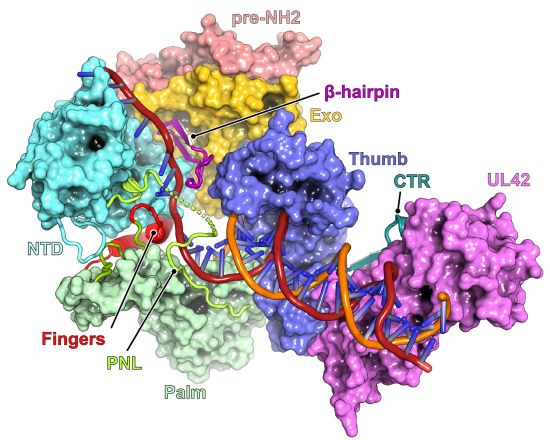 Image: A 3D representation of a herpes simplex virus enzyme involved in viral replication. A 3D representation of a herpes simplex virus enzyme involved in viral replication.